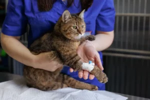 Cat Getting Medical Care