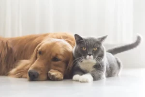 Dog And Cat Laying Together