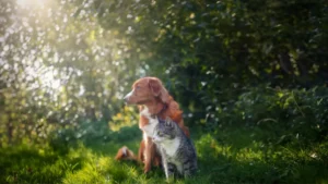 Emergency Care Vet For Cats And Dogs