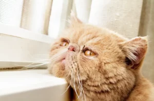 Cat Pet Wellness Exams in West Jordan, UT