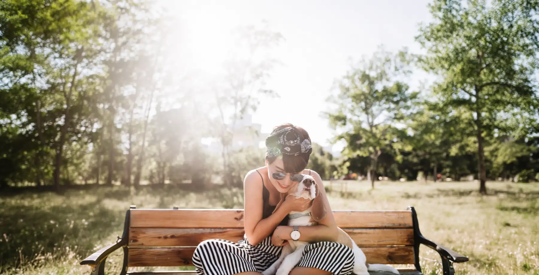 Senior Beagle On Bench With Woman