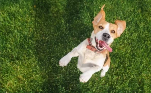 Pet Services in West Jordan UT